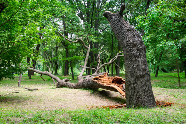 Best Landscape Design and Installation  in Eastman, GA
