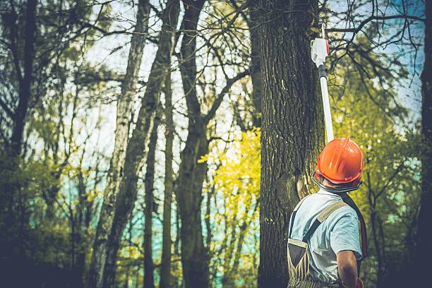 Best Hazardous Tree Removal  in Eastman, GA